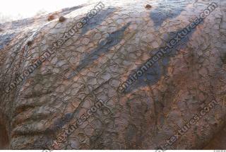 dinosaur skin 0005